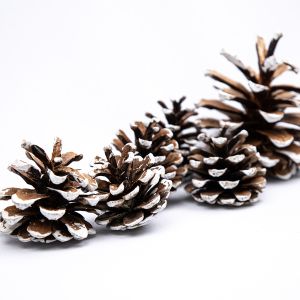 Pine cones / White tipped